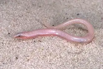 Florida zandskink