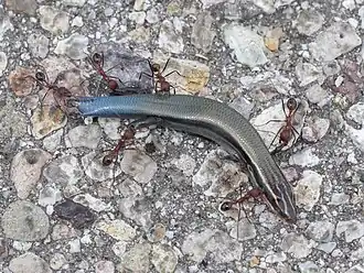 Plestiodon callicephalus