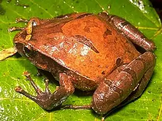 Plethodontohyla inguinalis