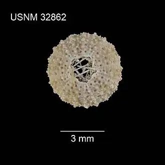 Temnotrema hawaiiense