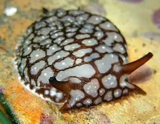 Pleurobranchaea brockii