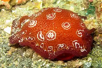 Pleurobranchus weberi