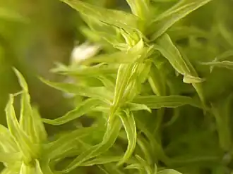 Hakig kronkelbladmos