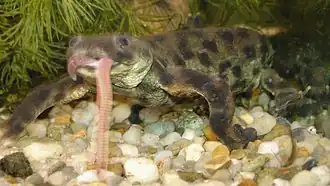 Ribsalamander eet een regenworm.