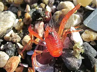 Pleuroncodes monodon