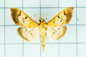 Patania punctimarginalis