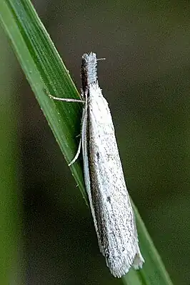 Pleurota