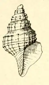 Pleurotomella aculeata