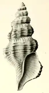 Pleurotomella aculeola