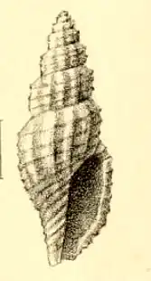 Pleurotomella amphiblestrum