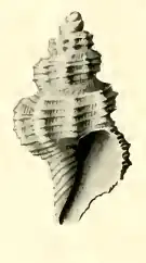 Pleurotomella amplecta