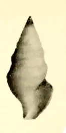 Pleurotomella anceyi