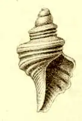 Pleurotomella annulata