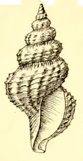 Pleurotomella benedicti