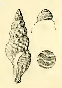 Pleurotomella brenchleyi