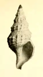 Pleurotomella bureaui
