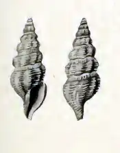 Pleurotomella clathurellaeformis
