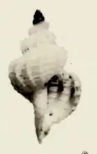 Pleurotomella coelorhaphe