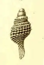 Pleurotomella deliciosa