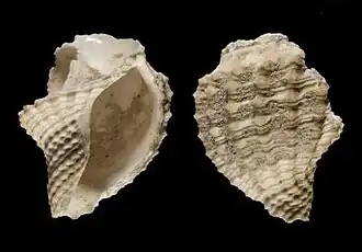 Pleurotomella demosia