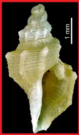 Pleurotomella enderbyensis