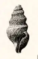Pleurotomella enora