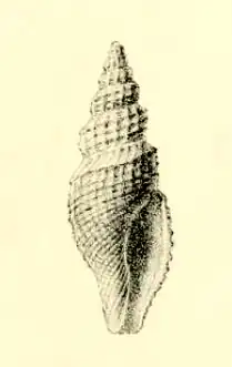 Pleurotomella eulimenes