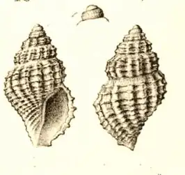 Pleurotomella evadne