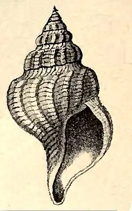 Pleurotomella formosa