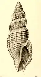 Pleurotomella hypermnestra