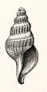 Pleurotomella orariana