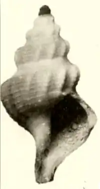 Pleurotomella packardii