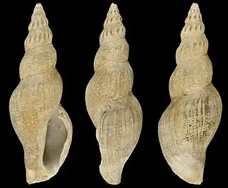 Pleurotomella pandionis