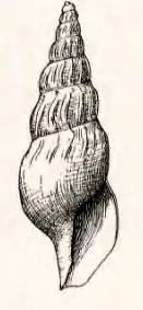 Pleurotomella parella
