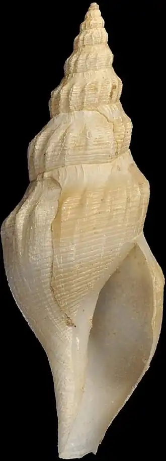 Pleurotomella porcellana