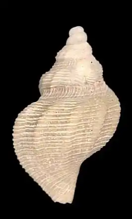 Pleurotomella simillima