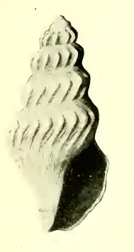 Pleurotomella thalassica