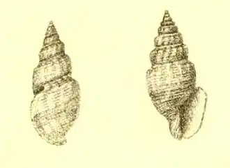 Pleurotomella vercoi