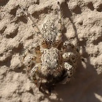 Plexippoides gestroi