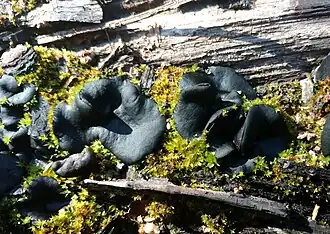 Zwarte brandplekbekerzwam