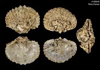 Plicatula angolensis