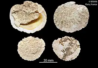 Plicatula anomioides