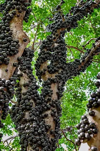 Bessen van de jaboticaba (Myrciaria cauliflora)