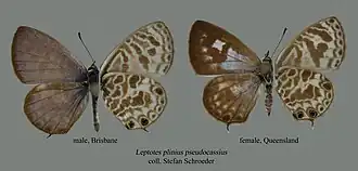 Leptotes plinius