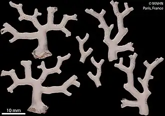 Pliobothrus gracilis