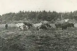 Ploegen met een span van zes ossen (Gieten, 1930)