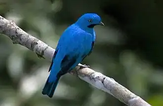 Pruimkeelcotinga