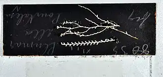 Plumarella pourtalesii