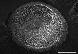 Plumatella geimermassardi