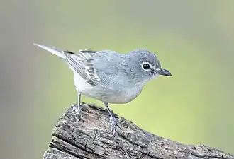 Loodkleurige vireo
